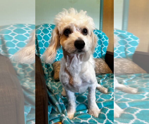 Medium Photo #6 Shih-Poo Puppy For Sale in Pacolet, SC, USA