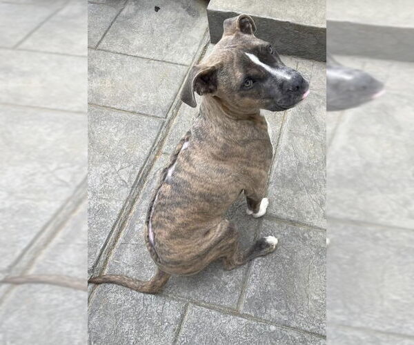 Medium Photo #7 Boxer-Unknown Mix Puppy For Sale in New York, NY, USA