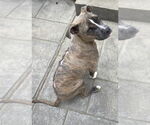 Small #6 Boxer Mix