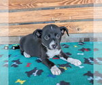 Small Chihuahua Mix