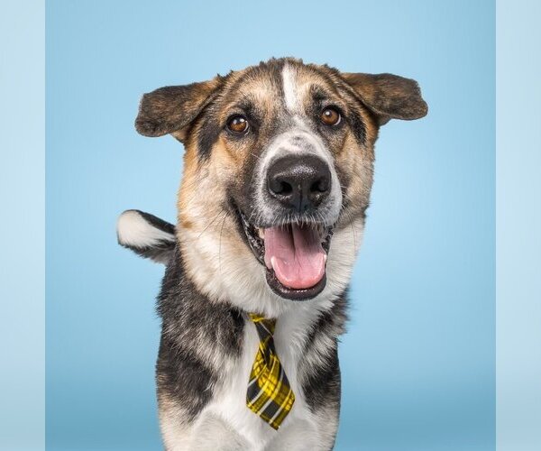 Medium Photo #3 German Shepherd Dog-Unknown Mix Puppy For Sale in Denton, TX, USA