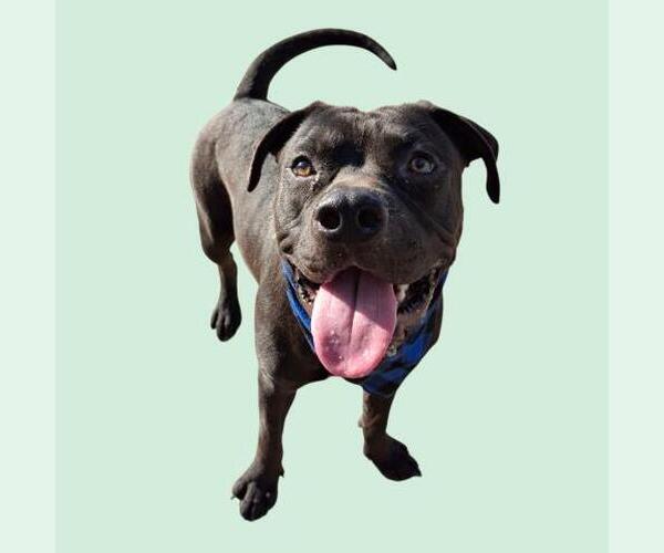 Medium Photo #1 American Pit Bull Terrier Puppy For Sale in Bakersfield, CA, USA