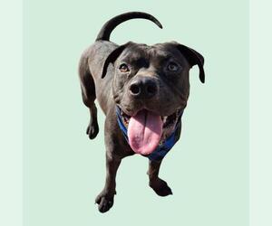 American Pit Bull Terrier Dogs for adoption in Bakersfield, CA, USA