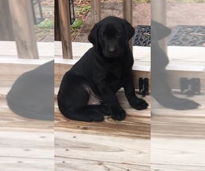 Labrador Retriever Puppy for sale in POLKTON, NC, USA