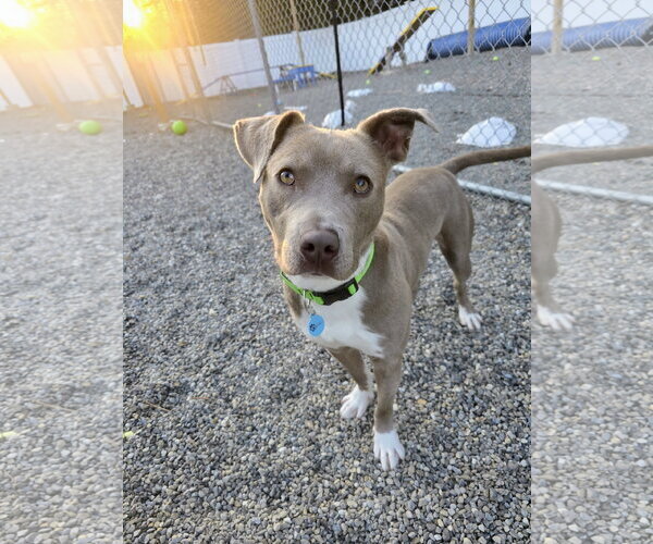 Medium Photo #8 American Pit Bull Terrier-Unknown Mix Puppy For Sale in Rockaway, NJ, USA