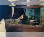 Small Photo #5 Shepradors Puppy For Sale in Princeton, MN, USA