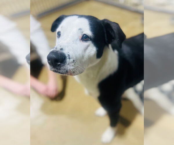 Medium Photo #2 Mutt Puppy For Sale in Claremore, OK, USA