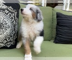 Small Photo #9 Miniature Australian Shepherd Puppy For Sale in LA CANADA FLINTRIDGE, CA, USA