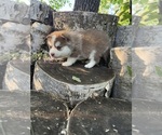 Small Pomsky