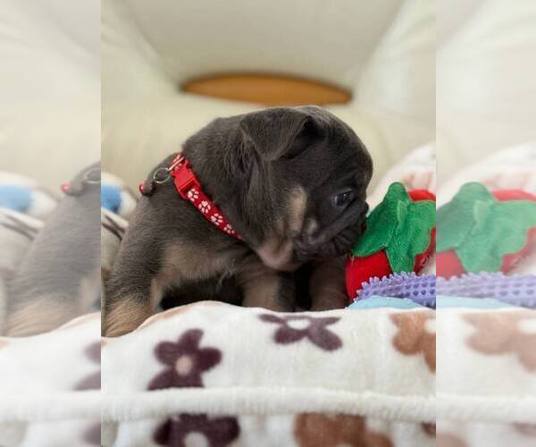 Medium Photo #4 French Bulldog Puppy For Sale in MC GRAW, NY, USA