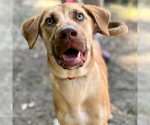 Beaux - Male German Shepherd Dog-Unknown Mix Dog for Adoption - Photo #4