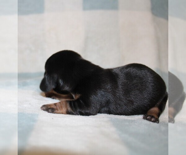 Medium Photo #6 Dachshund Puppy For Sale in BLMGTN, IN, USA