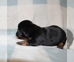 Small #5 Dachshund