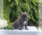 Small #2 French Bulldog
