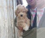 Small Bichpoo