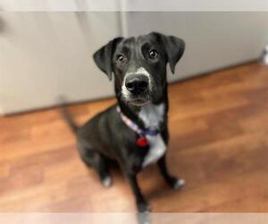 Labrador Retriever-Unknown Mix Dogs for adoption in Ocala, FL, USA