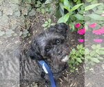 Small #1 Shih Tzu