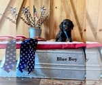 Puppy Puppy 3 Boykin Spaniel