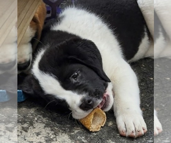 Medium Photo #14 Cane Corso-Saint Bernard Mix Puppy For Sale in WORCESTER, MA, USA