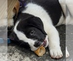 Small #13 Cane Corso-Saint Bernard Mix