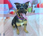 Small #2 Australian Kelpie Mix