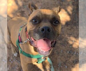 American Staffordshire Terrier-Boxer Mix Dogs for adoption in Kanab, UT, USA