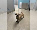 Small Chihuahua Mix