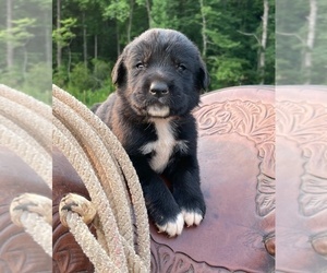 Labrador Retriever-Unknown Mix Puppy for sale in RUTHERFORDTON, NC, USA