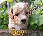 Small #5 Poodle (Toy)-Shih-Poo Mix