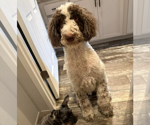 Goldendoodle Dogs for adoption in Vail, AZ, USA