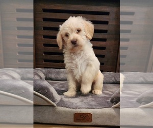 Miniature Labradoodle Puppy for sale in ROY, WA, USA