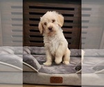 Small Photo #1 Miniature Labradoodle Puppy For Sale in ROY, WA, USA