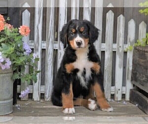 Bernese Mountain Dog Puppy for sale in FREDERICKSBG, OH, USA