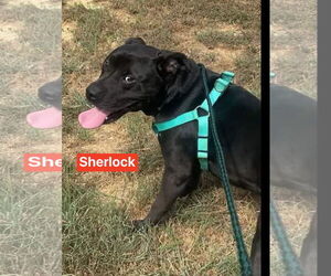 Sherlock - Male Mutt Dog for Adoption - Photo #3