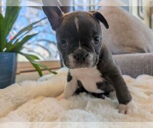 Medium Faux Frenchbo Bulldog