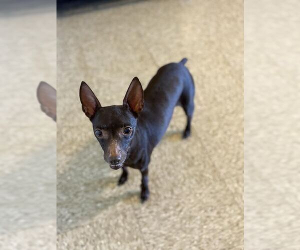 Medium Photo #4 Rat Terrier Puppy For Sale in Sistersville, WV, USA