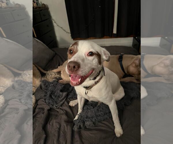 Medium Photo #2 Mutt Puppy For Sale in Sheboygan, WI, USA