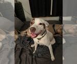 Small #1 Mutt