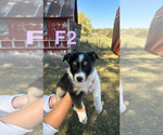 Puppy Puppy 2 Australian Shepherd
