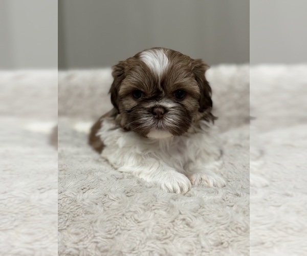 Medium Photo #7 Shih Tzu Puppy For Sale in ELMHURST, IL, USA