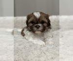 Small Photo #7 Shih Tzu Puppy For Sale in ELMHURST, IL, USA