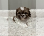 Small #6 Shih Tzu