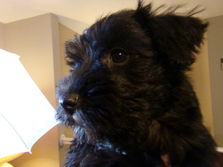 Schnauzer (Miniature) Puppy for sale in SPRING HILL, KS, USA