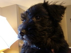 Small Photo #1 Schnauzer (Miniature) Puppy For Sale in SPRING HILL, KS, USA