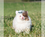Small Photo #9 Pomeranian Puppy For Sale in WARSAW, IN, USA