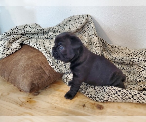 Medium Photo #24 French Bulldog Puppy For Sale in MINNEAPOLIS, MN, USA