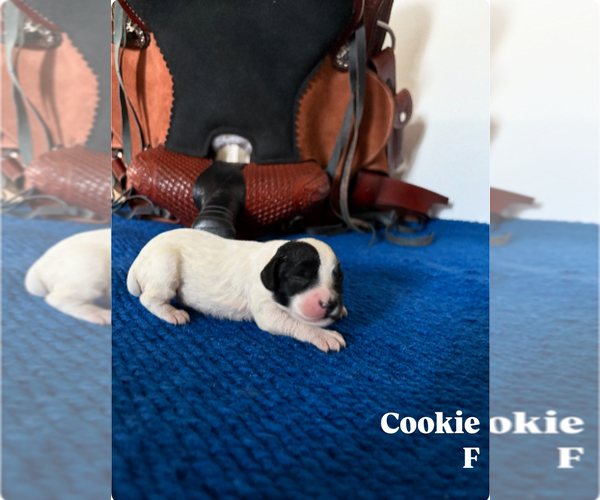 Medium Photo #2 Cavapoo Puppy For Sale in NEW LEXINGTON, OH, USA