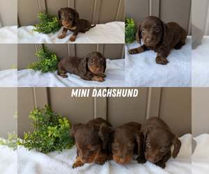 Dachshund Puppy for Sale in GOSHEN, Indiana USA