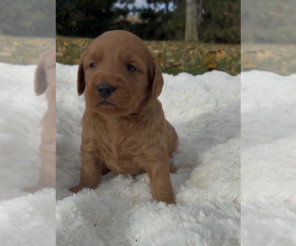 Medium Photo #3 Goldendoodle (Miniature) Puppy For Sale in RANDOLPH, WI, USA