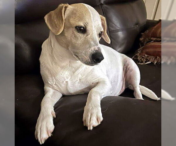 Medium Photo #1 Chiweenie Puppy For Sale in Deepwater, NJ, USA